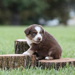 Celeste - Red tri female Miniature Australian Shepherd puppy in White Oak, Texas from Triple Lake Ranch Miniature Australian Shepherds