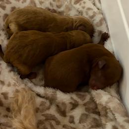 Fitz - Red  male Goldendoodle puppy in Lillington, North Carolina from Peace, Love, and Puppies at the Creek