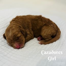 Cazadores - Goldendoodle puppy from Windsong Doodles
