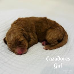 Cazadores - Goldendoodle puppy from Windsong Doodles