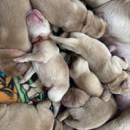 Purple - Yellow female Labrador Retriever puppy in Hartly, Delaware from Triple Threat Labradors