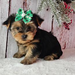 Rubie - Blue and gold female Yorkshire Terrier puppy in Monticello, Iowa from Ashley’s Puppies