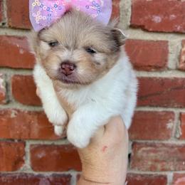 Amy - Chocolate merle female Pomeranian puppy in Inola, Oklahoma from My Bella’s Pomeranians
