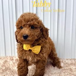 Tabby (Yellow) - Red  female Goldendoodle puppy in Miami, Florida from Katy's Toy Poodles & Doodles
