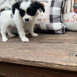 Boy 2 - White black and tan male Papillon puppy in Benton, Arkansas from Mama's Pride Poms and Paps