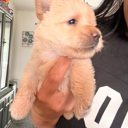 Poppy - Wheaten female Scottish Terrier puppy in Victorville, California from Santas Scotties