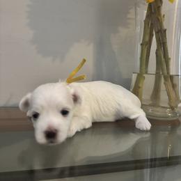 Theodore - White male Maltese puppy in Raleigh, North Carolina from Loveable Litters