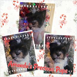 Girl 2(BLACK FRIDAY SALE) - Parti female Yorkshire Terrier puppy in Wartburg, Tennessee from Amanda's Precious Pups