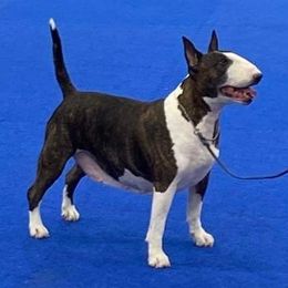 Bull Terriers from Alaric Bull Terriers