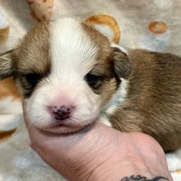 Girl 4 - Red female Pembroke Welsh Corgi puppy in Thornton, New Hampshire from Dinger’s Dogs