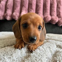 Pumpkin - Red female Dachshund puppy in Ocala, Florida from Weenie Boops