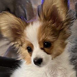 Papillons from PapillonPups