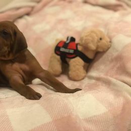 Redbone Coonhound Puppies from Helper Hounds
