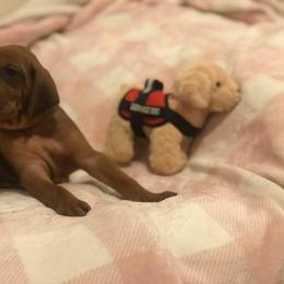Redbone Coonhound Puppies from Helper Hounds