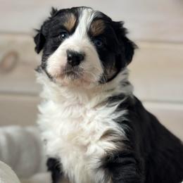 Rudolph - Black tri-color male Australian Shepherd puppy in Morrow, Ohio from OakHaven Acres Aussies