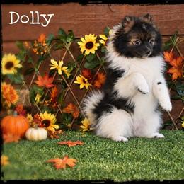 Dolly - Cream sable parti female Pomeranian puppy in Cleveland, Georgia from Sourpatch Pomeranians