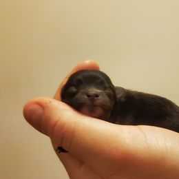 Pomeranian Puppies from Fancy Paws Pomeranian