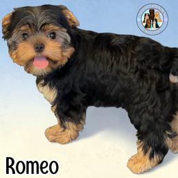 Romeo - Black and tan male Yorkshire Terrier puppy in London, Kentucky from Soto Yorkies