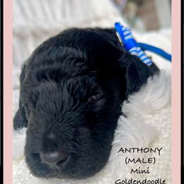 ANTHONY - Black male Goldendoodle puppy in Houston, Texas from Pia’s Doodle Poodle Wag