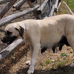 Stella - Turkish Boz Shepherd