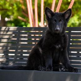 Clark - Black male German Shepherd puppy in Plumas Lake, California from Zwinger Vom Greifjäger