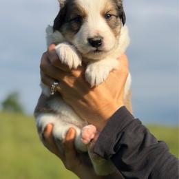 Archie - Sable and white male Old Time Scotch Collie puppy in Hogansville, Georgia from Goshen Highlands