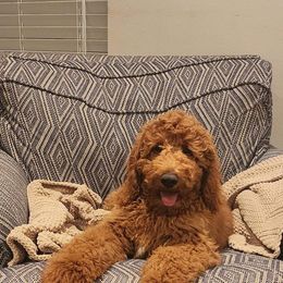 Goldendoodle Puppies from Edge Farm Goldendoodles