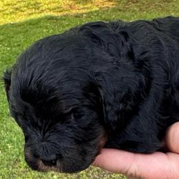 Nathan (Boy 3) - Black male Cavapoo puppy in Locust Grove, Georgia from Southern Charm Cavapoos