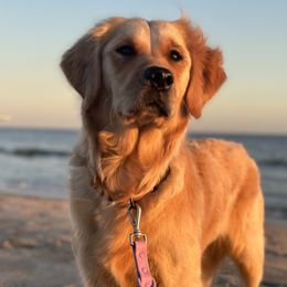 Ruby - Golden Retriever