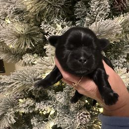 Boy 1 - Black male Shih Tzu puppy in Kodak, Tennessee from Cutshall Babies