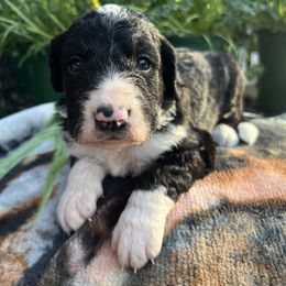 Bernedoodle Puppies from East Coast Bernedoodles