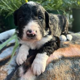 Bernedoodle Puppies from East Coast Bernedoodles