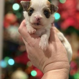 Biewer Terrier and Russian Salon Dog Puppies from Petit Bijou
