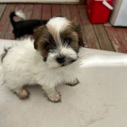 Lance - White male Havanese puppy in Melba, Idaho from Lawson Havanese