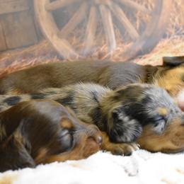 Dachshunds from Pretty Painted Mini Doxies