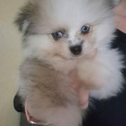 Sunny - Blue merle male Pomeranian puppy in Billings, Montana from Magic City Poms
