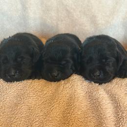 Girl 4 - Black female Labrador Retriever puppy in Beavercreek, Oregon from Sweetwater Spring Labradors