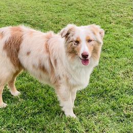 Tucker - Australian Shepherd