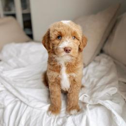 Human Nature - Red  male Goldendoodle puppy in Syracuse, Indiana from The Doodle Cove