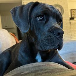Cane Corso Puppies from Venom Cane Corsos