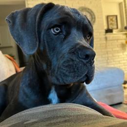 Cane Corso Puppies from Venom Cane Corsos