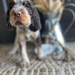 English Springer Spaniel Puppies from Southbend Springers