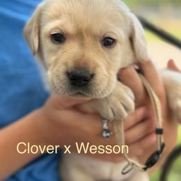 Girl 2 - Yellow female Labrador Retriever puppy in Wilson’s, Virginia from Cedar Hill Farm Labradors