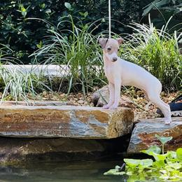 Heather - White and fawn female Italian Greyhound puppy in Morganton, North Carolina from Celtic Sighthounds