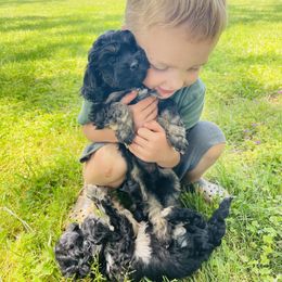 Assorted Doodle Crosses Puppies from Propst Farm Doodles