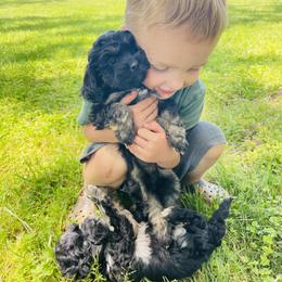 Assorted Doodle Crosses Puppies from Propst Farm Doodles