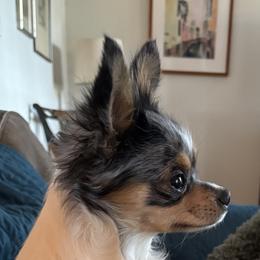 Chihuahuas from Blue Grass Valley Chihuahuas