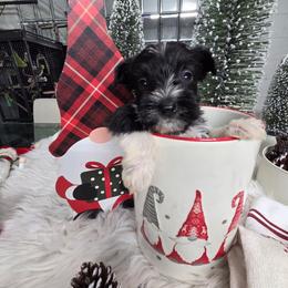 Stripe - Parti male Miniature Schnauzer puppy in Titusville, Florida from Alysha's Grandbabies
