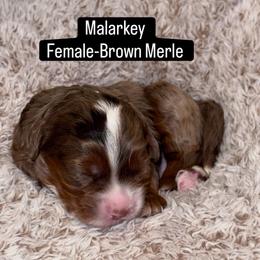 Malarkey - Chocolate merle female Bernedoodle puppy in Hillsboro, Oregon from Myt fine doodles