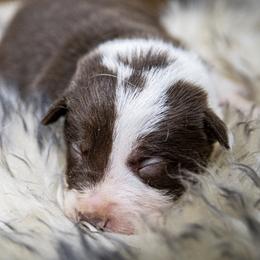 Boy 2 - White and red male Border Collie puppy in Shelbyville, Tennessee from C Horns Ranch Border Collies